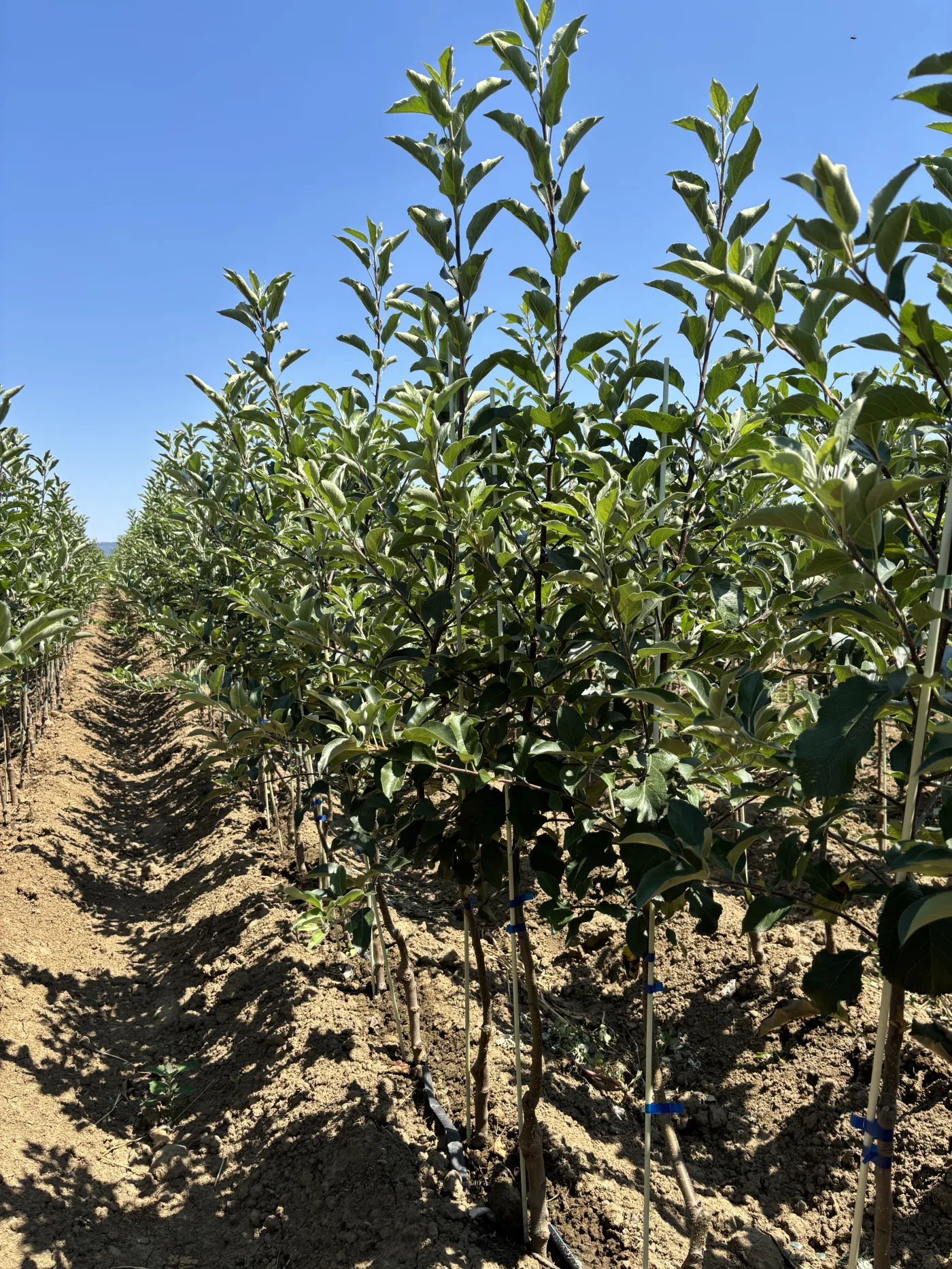 Apple Knip Tree