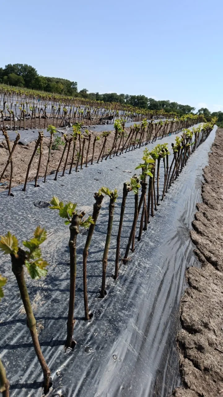 Grapevine Seedlings