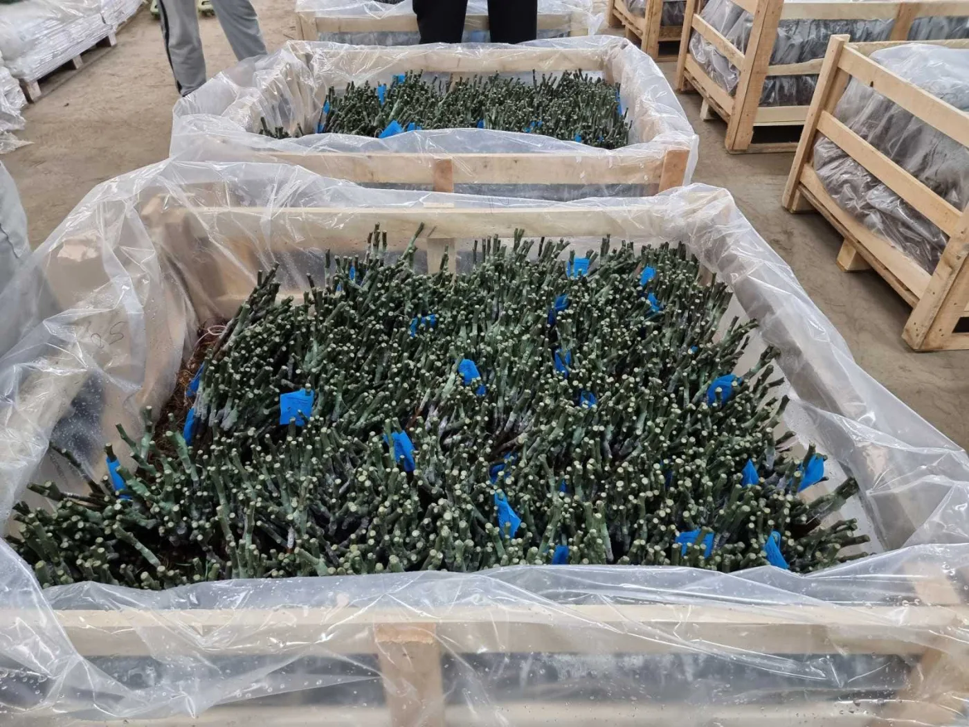 Contract grafting — main